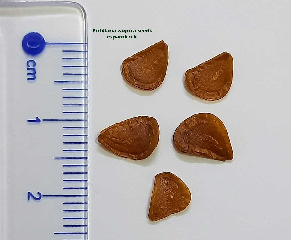  Firitillaria zagrica seeds 